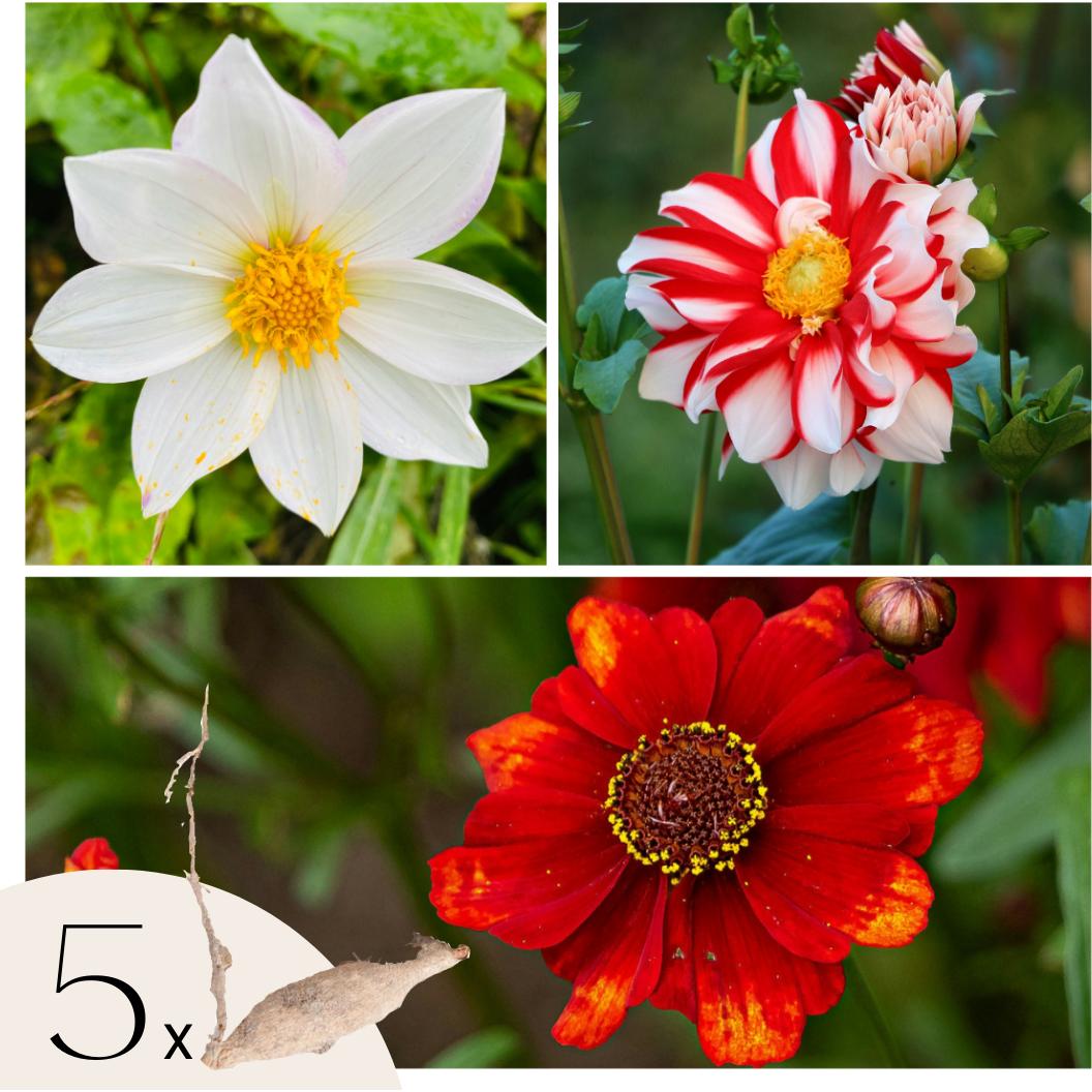 Plant in a Box, Pflanzen, Dahlia Topmix Rood, Dahlia Fire & Ice, Dahlia Sneezy - 5er Mischung Dahlien (10 cm)