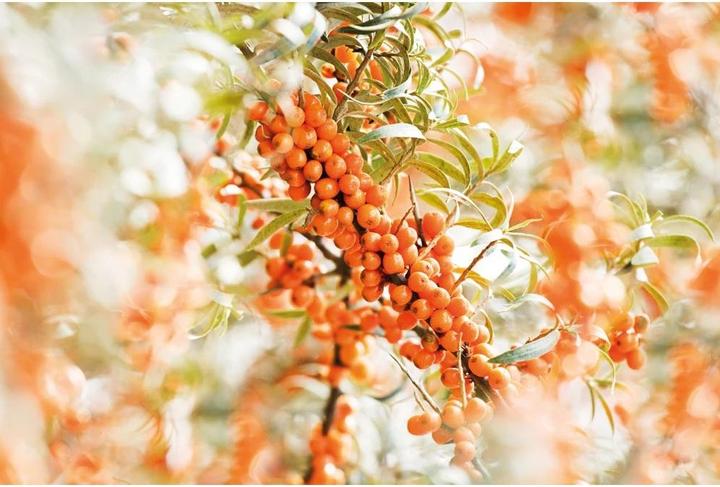 Produktbild Weleda Sanddorn-Pflegeöl (Körperöl, 100 ml)