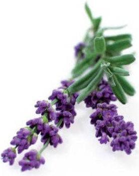 Produktbild Piccolo Lavendel Munstead Blau (Blumensamen, Kräutersamen)