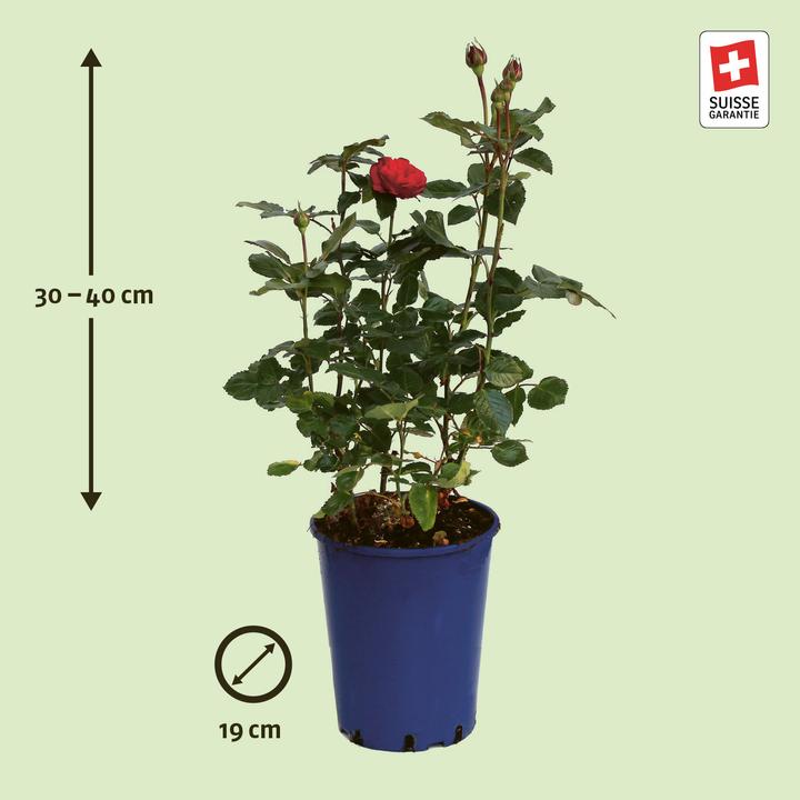 Actual product image Zulauf Nostalgie rose (40 cm)