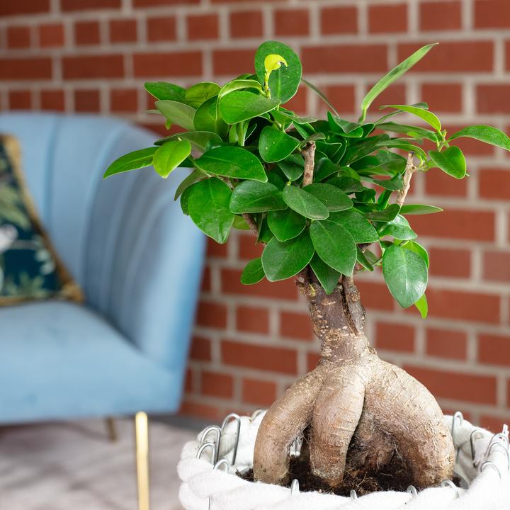 Immagine prodotto Flowerbox Bonsai - Ficus Ginseng (25 cm)