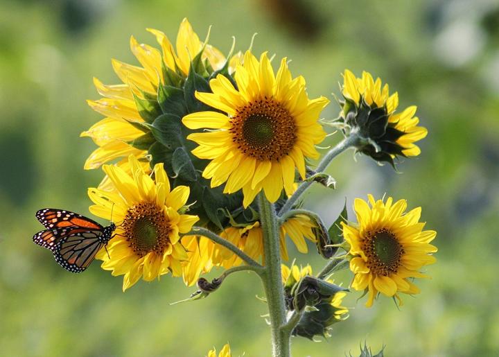 Produktbild Gorilla Gardening Sonnenblumen (Samenbomben)