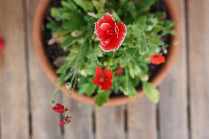 Produktbild Gorilla Gardening Mohn (Samenbomben)