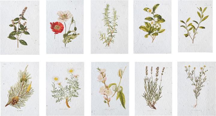 Gorilla Gardening Kartenset Enzyklopädie (Samenbomben)