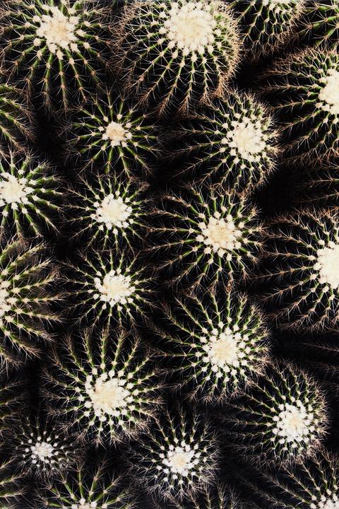 Sula Cactus (120 x 180 cm)