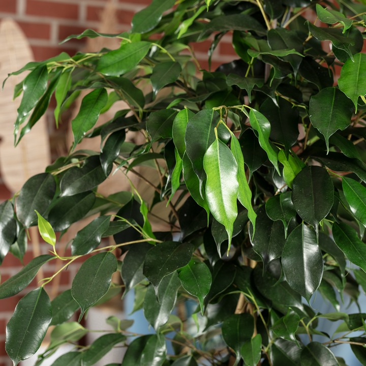Actual product image Flowerbox Birch fig - Ficus benjamini (110 cm)