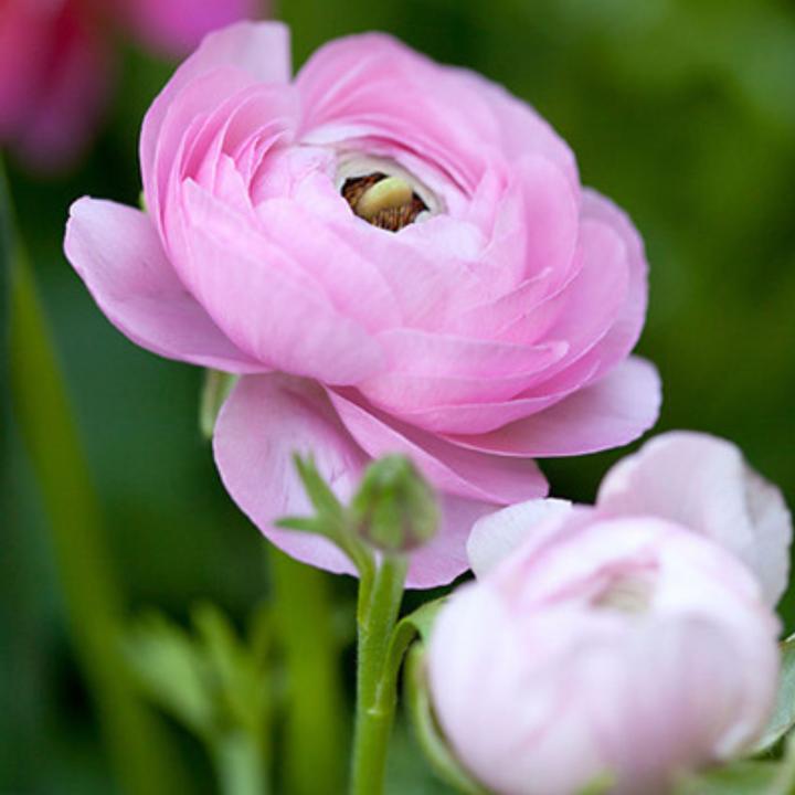 Immagine prodotto Plant in a Box Ranunculus - (10 cm)