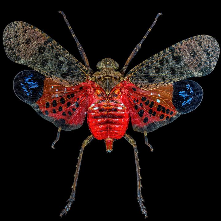 Produktbild Laowa 55mm f/2.8 Tilt Shift 1X Macro Lens Sony FE (Sony E, Vollformat)