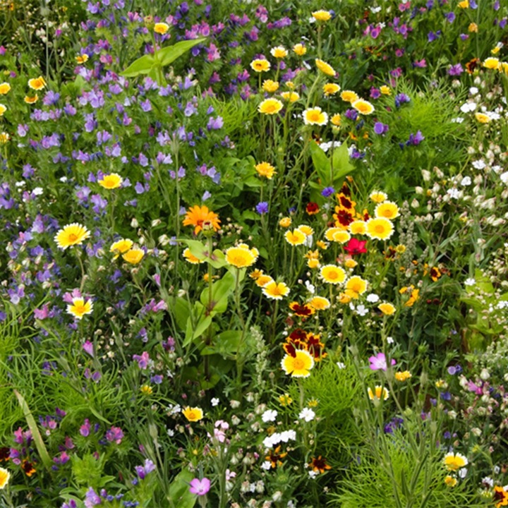 Image du produit Die Stadtgärtner Bombes de graines Délice des abeilles (Graines de fleurs)