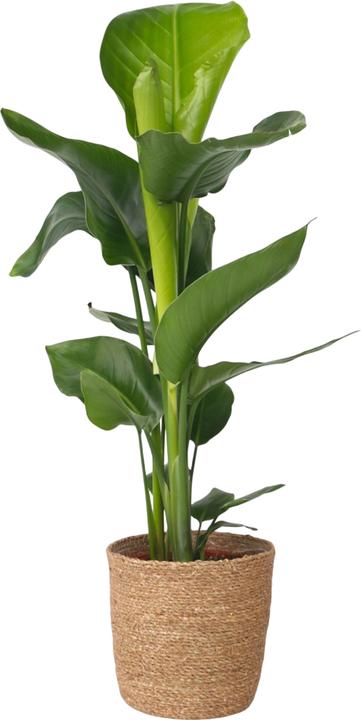 Produktbild Plant in a Box Strelitzia Nicolai - Paradiesvogelpflanze (70 cm)