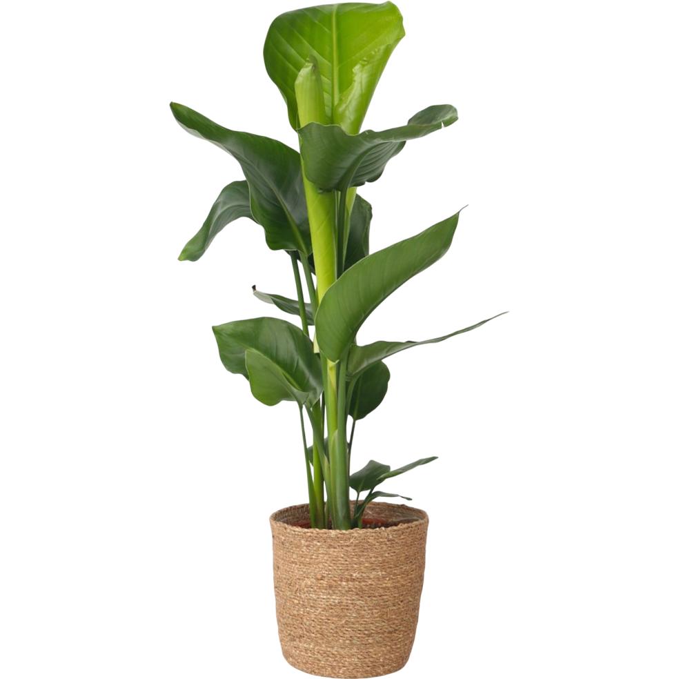 Plant in a Box, Pflanzen, Strelitzia Nicolai - Paradiesvogelpflanze (70 cm)