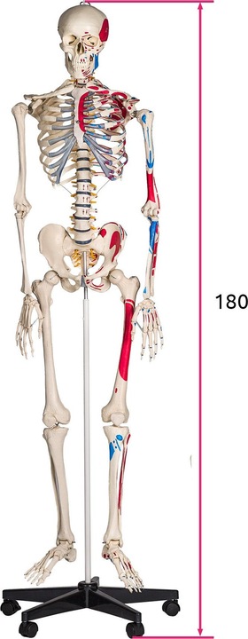 Immagine prodotto tectake Anatomia scheletrica