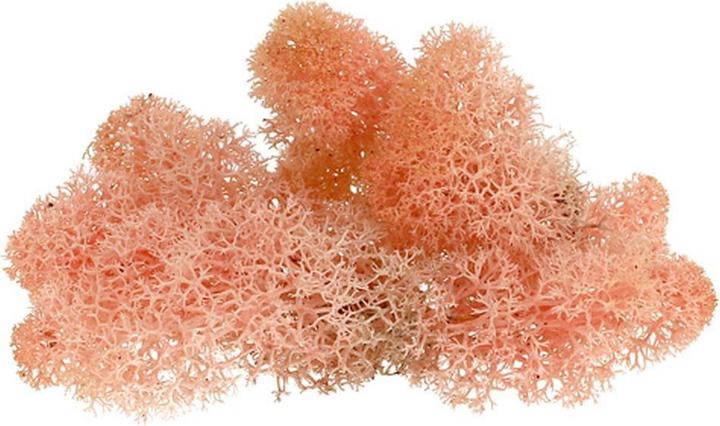 Actual product image Flowerbox Iceland moss