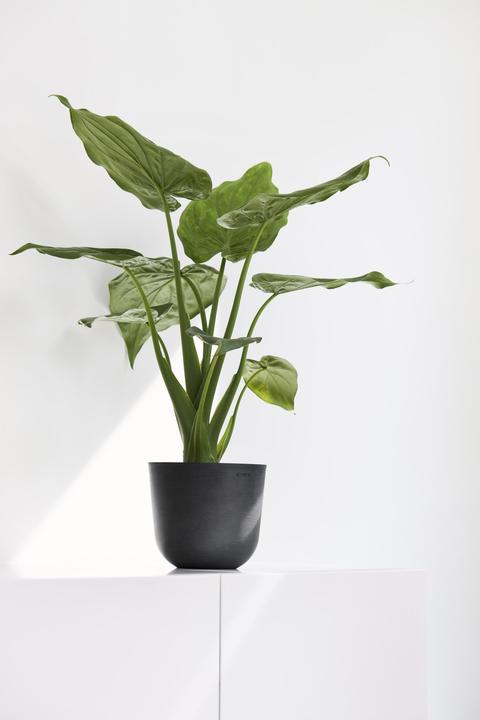 Immagine prodotto Ecopots Oslo Mini (16 cm)