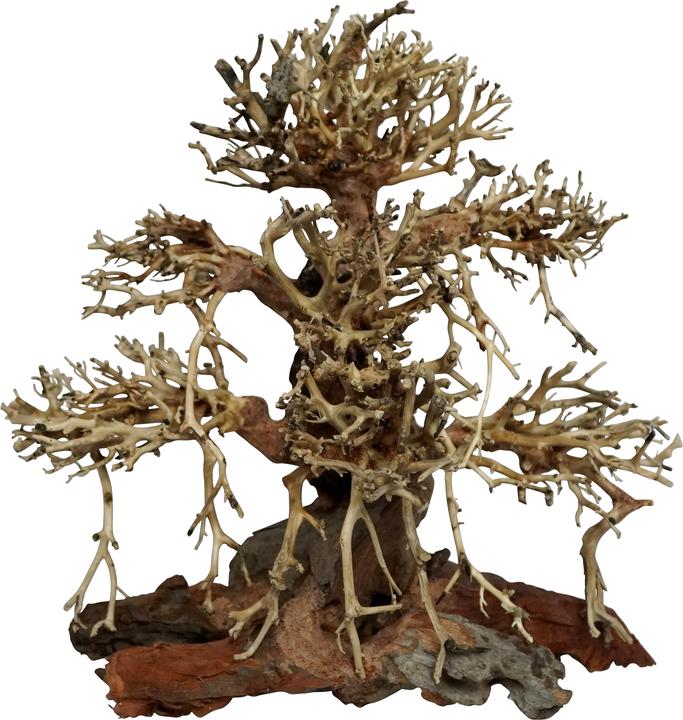 4fish Traerødder, Old Bonsai, 40x20x40 cm (sonstige Gegenstände)