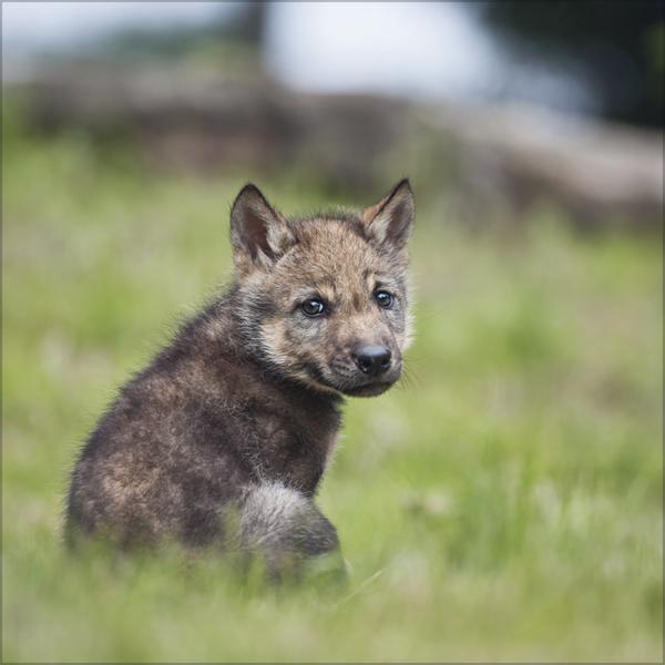 Produktbild Wlfe 2026