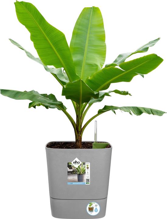 Actual product image Elho Blumenschale (30 cm)