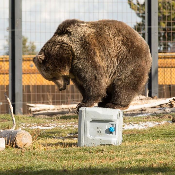 Actual product image Lifetime Cooler 52 liters (52 l)