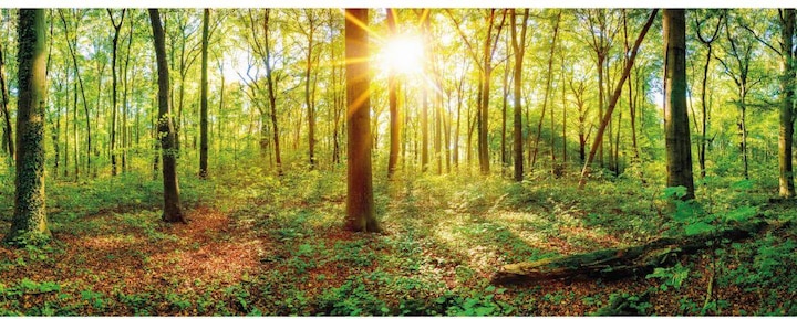Trenddeko Nel profondo della foresta