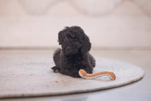 Immagine prodotto Beeztees Manubrio dentale per cuccioli (Giochi per cuccioli)