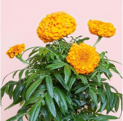 Produktbild Prêt à Pousser Saatgut Indische Rose (Kräutersamen)