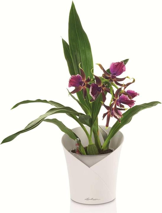 Actual product image Lechuza Orchidea (17.90 cm)