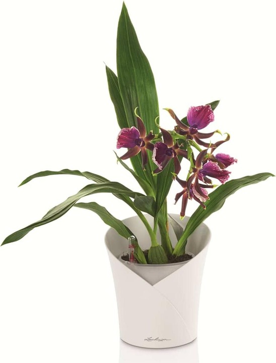 Actual product image Lechuza Orchidea (17.90 cm)