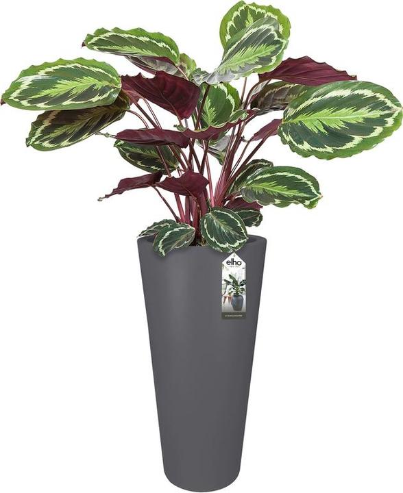 Actual product image Elho Pure Straight Round High (49.50 cm)