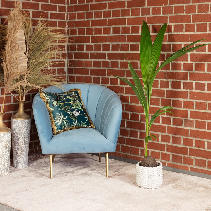 Actual product image Flowerbox Coconut palm - Cocos nucifera (100 cm)