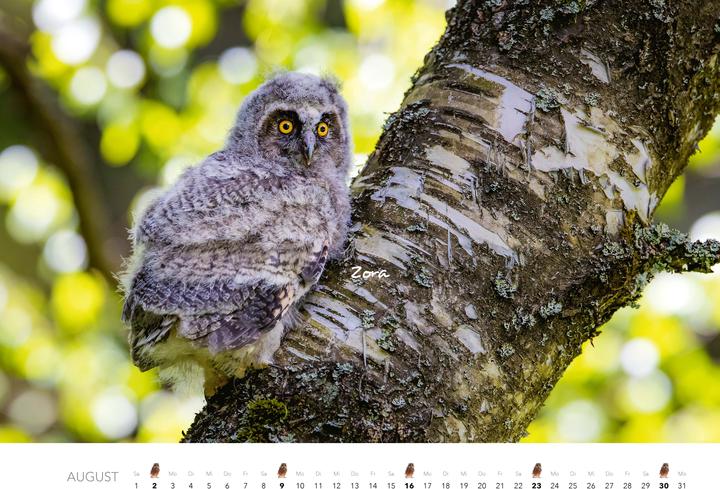 Immagine prodotto Eulen Kalender 2026 (47,5 x 33 cm)