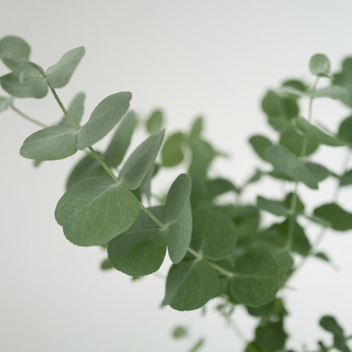 Actual product image Plant in a Box Eucalyptus Pulverulenta - 4er Set Silberblättriger Eukalyptus (25 cm)