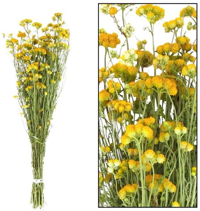 Image du produit Dijk Séneçon jacobée nature - Jacobaea vulgaris (Fleurs séchées)