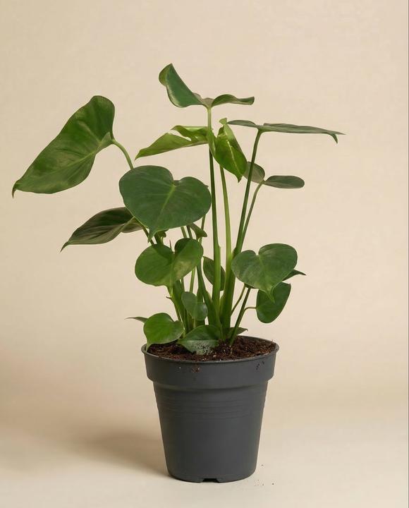Actual product image feey Grosse Monstera (70 cm, Freshly repotted)