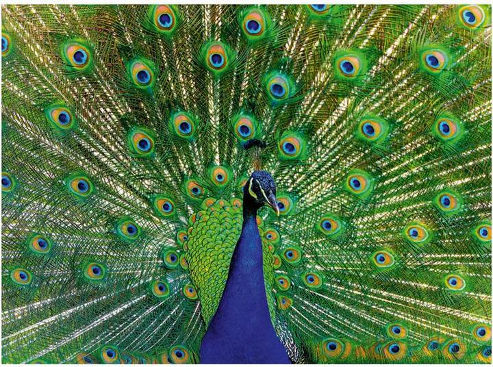 Immagine prodotto Ravensburger Puzzle 12001332, Animali colorati - Pavone - Puzzle da 500 pezzi per adulti e bambini (500 pezzi)