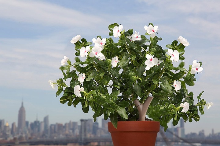 Produktbild Parrot Flower Power Pflanzensensor