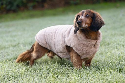 Image du produit Designed by Lotte Manteau pour chien Victoria (L, Manteau pour chien)