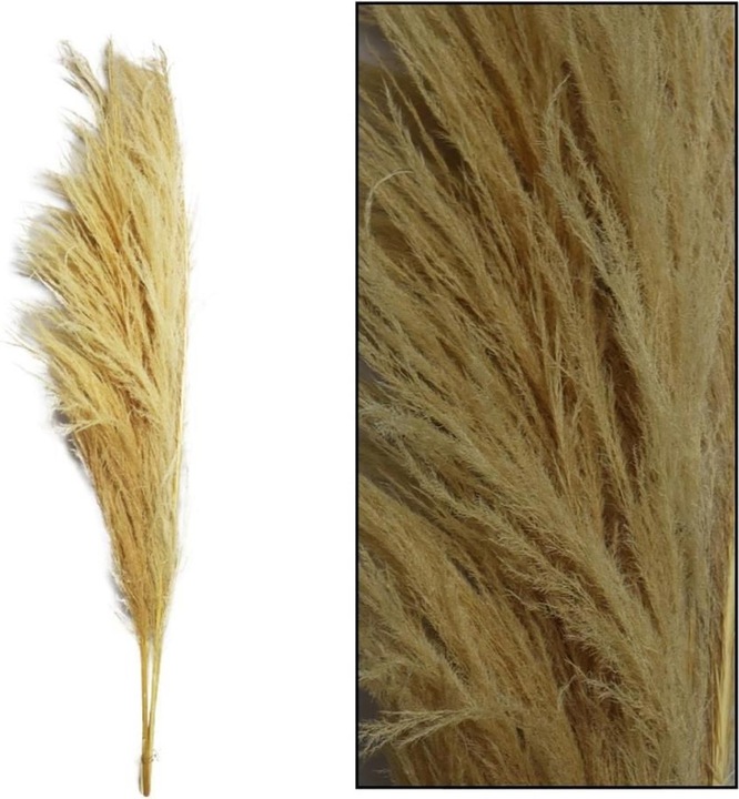 Image du produit Dijk Sem d'herbe des Pampas (Herbe de la pampa)