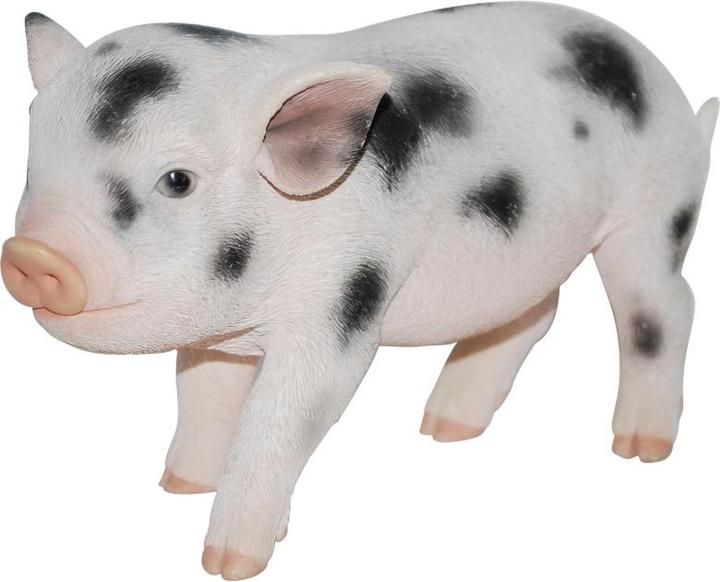 Produktbild Minischwein