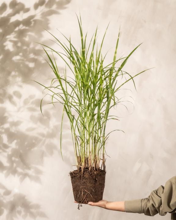 Produktbild feey Miscanthus sinensis 'Strictus'