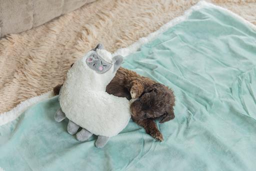 Produktbild Beeztees Puppy Cuddle Toys (Welpenspielzeug)