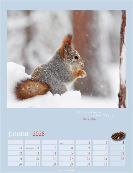 Actual product image Eichhörnchen Kalender 2026 (30 x 39 cm)