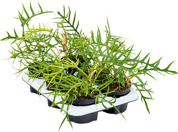 Produktbild Mahaloplants Philodendron Polypodioides (25 cm)