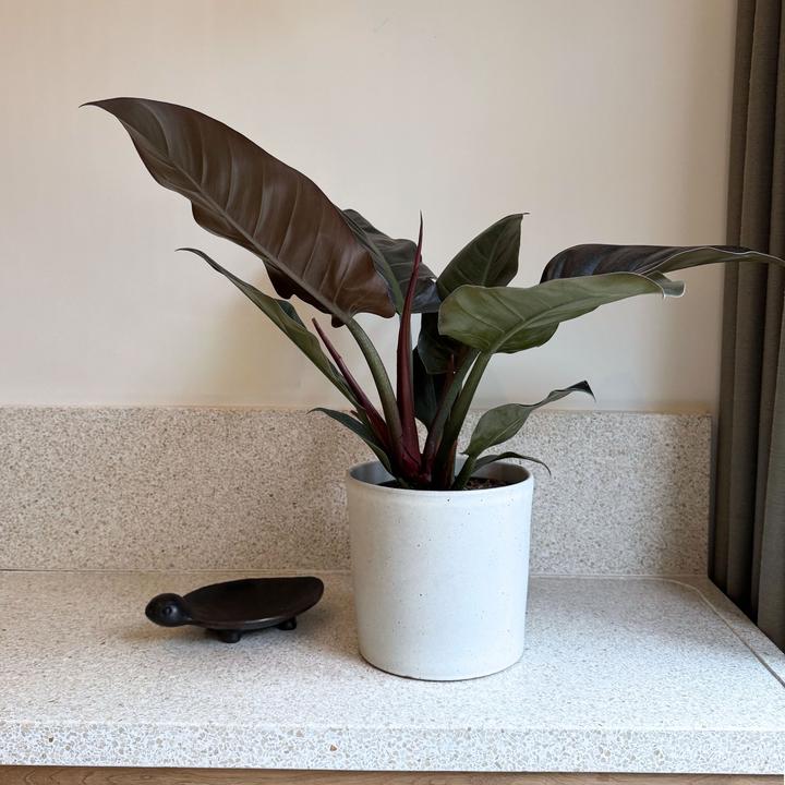 Produktbild Plant in a Box Philodendron 'imperial red' - Baumfreund (50 cm)