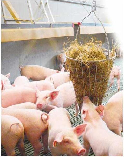 Image du produit Kerbl Bac à fourrage vert