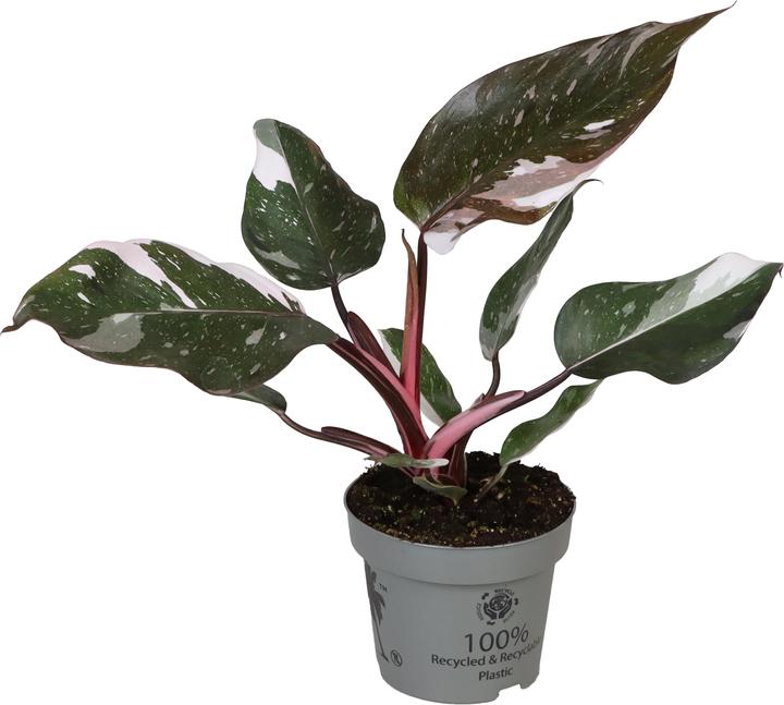 Actual product image Mahaloplants Philodendron Red Anderson (25 cm)