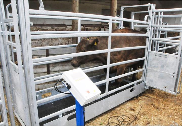 Image du produit Kerbl Balance de table numérique 30 kg