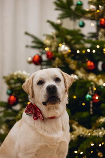 Image du produit Beeztees Peluche de Noël rouge (Pull-over pour chien)