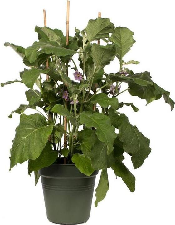 Produktbild Elho Geen Basics (27 cm)