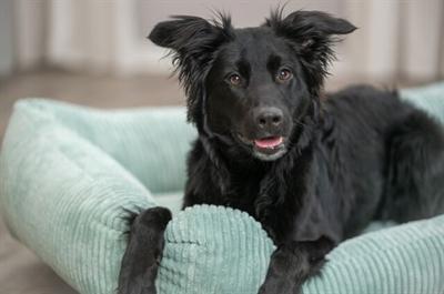 Actual product image Trixie Hondenmand Vital Jonna Ribfluweel Saliegroen - 100X70 Cm (Dog)