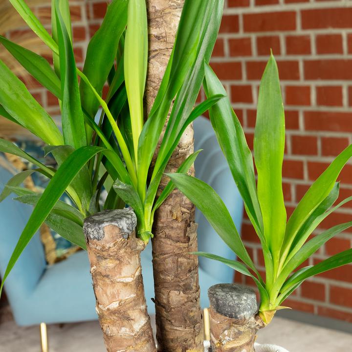 Immagine prodotto Flowerbox Giglio delle palme - Yucca Elephantipes Palm (95 cm)